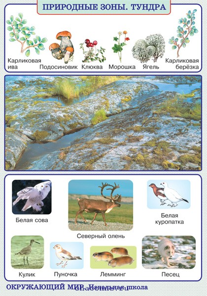 Животные и растения тундры картинки