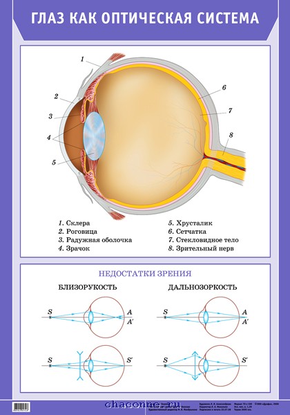 К оптической системе глаза относятся хрусталик. Глаз как оптическая система. Устройство глаза как оптической системы. Строение глаза оптическая система глаза. Глаз как оптическая система физика.