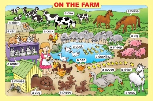 Farm lessons