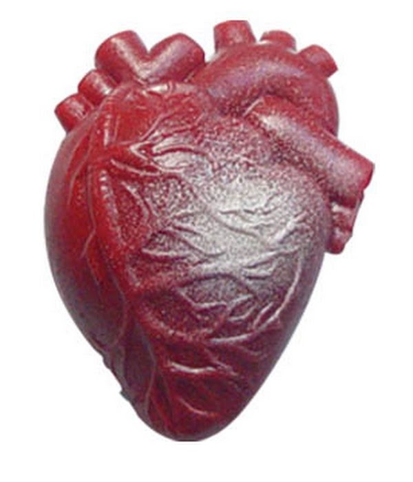 Как выглядит сердце человека фото